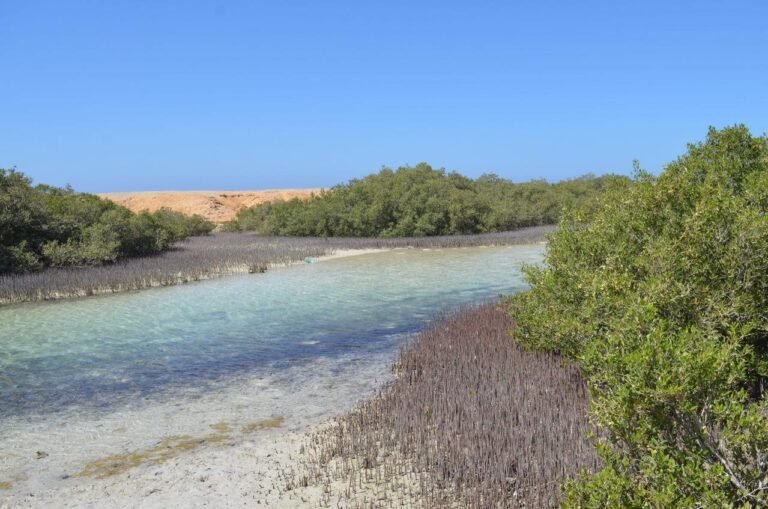 Mangrove forest in Ras Mohammed