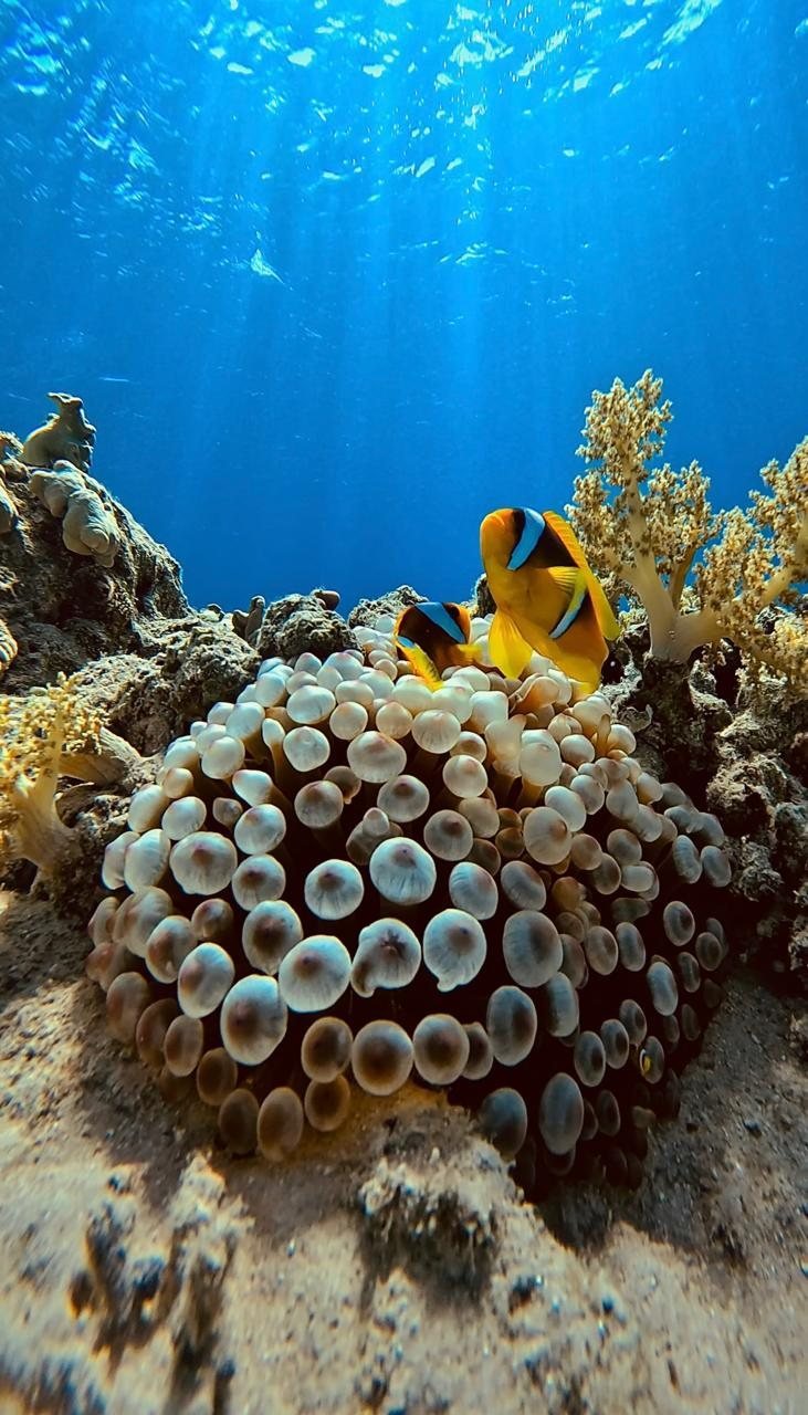 Coral reef in Ras Mohammed