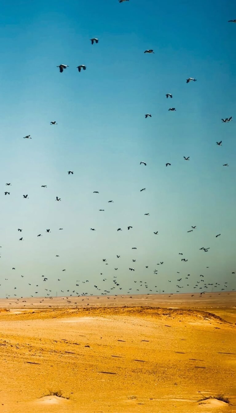Fish over the coral