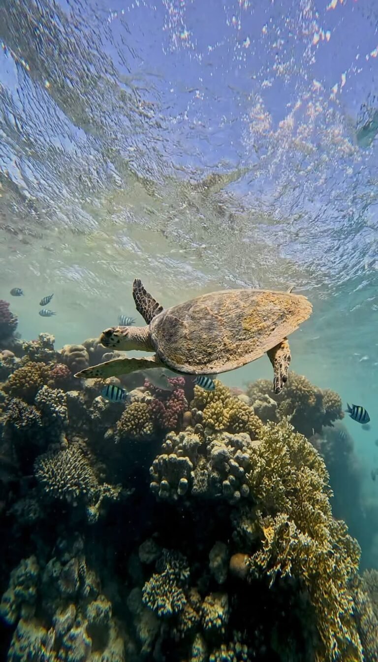 Shoals of fish above the sand