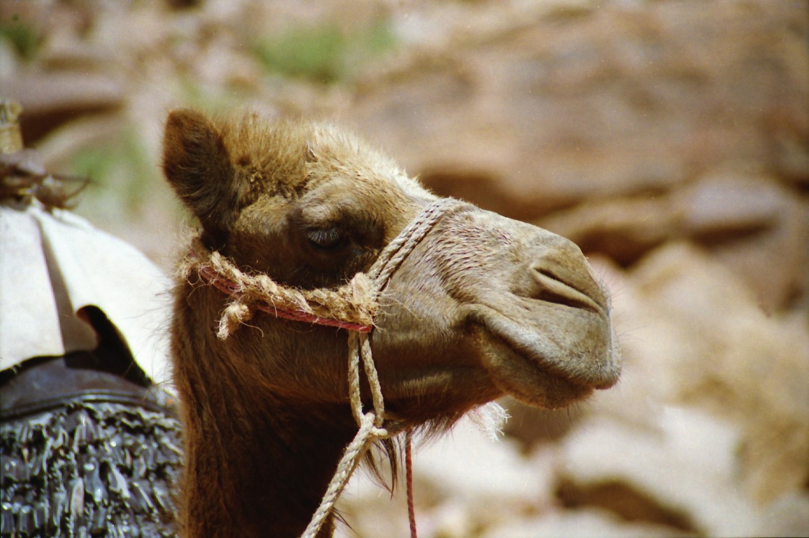 Camel Sinai desert Egypt