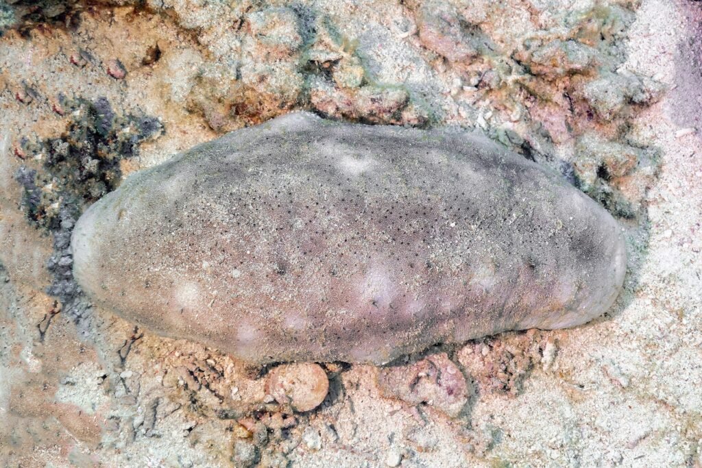 Ras Muhammad National Park coral reef